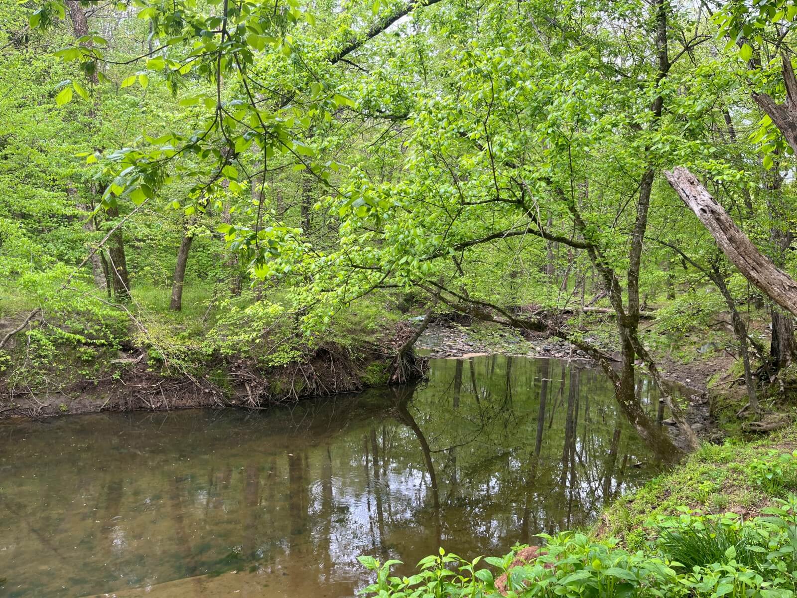photo of toadstool conservation easement nc