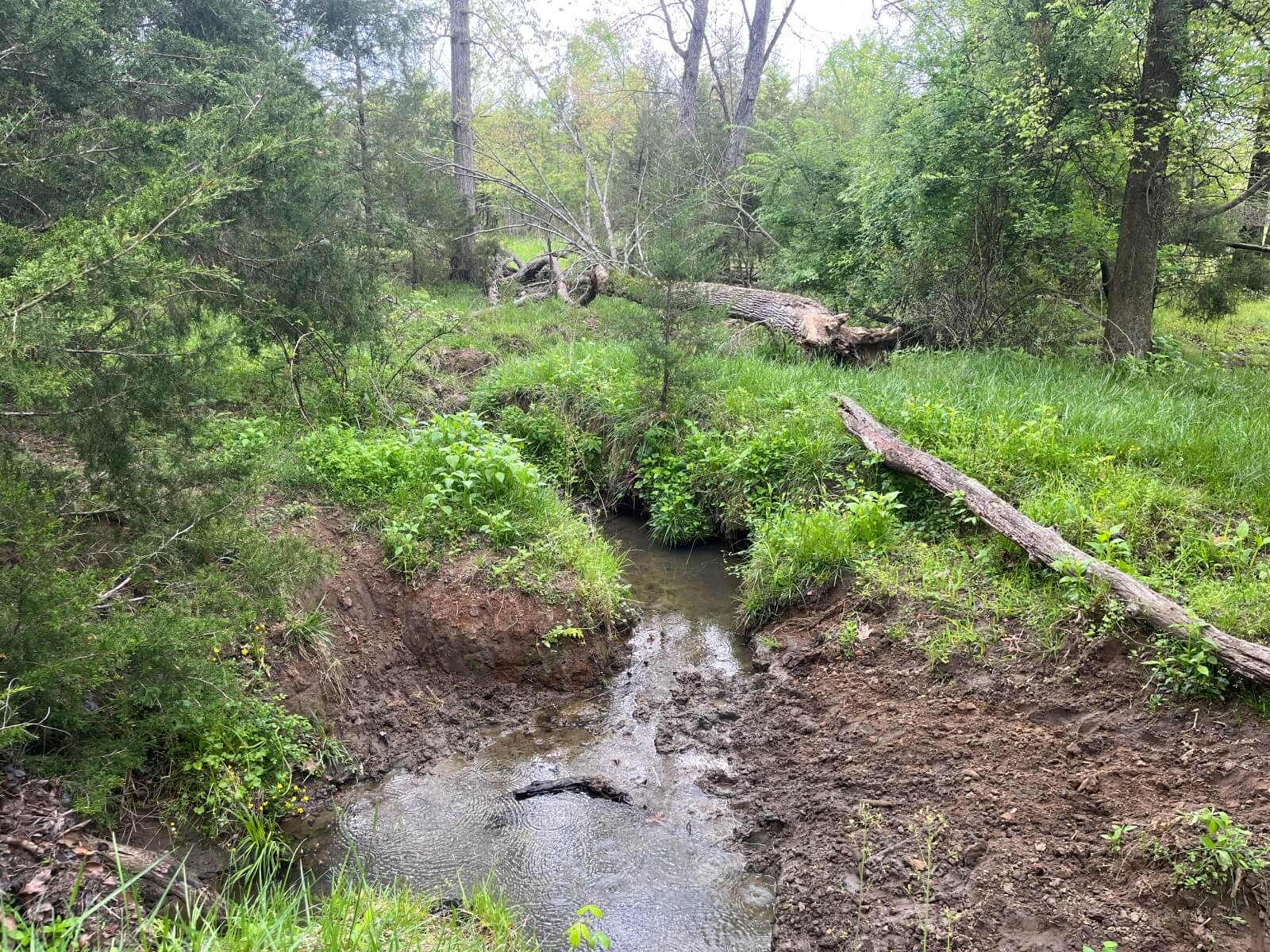photo of toadstool conservation mitigation easement nc