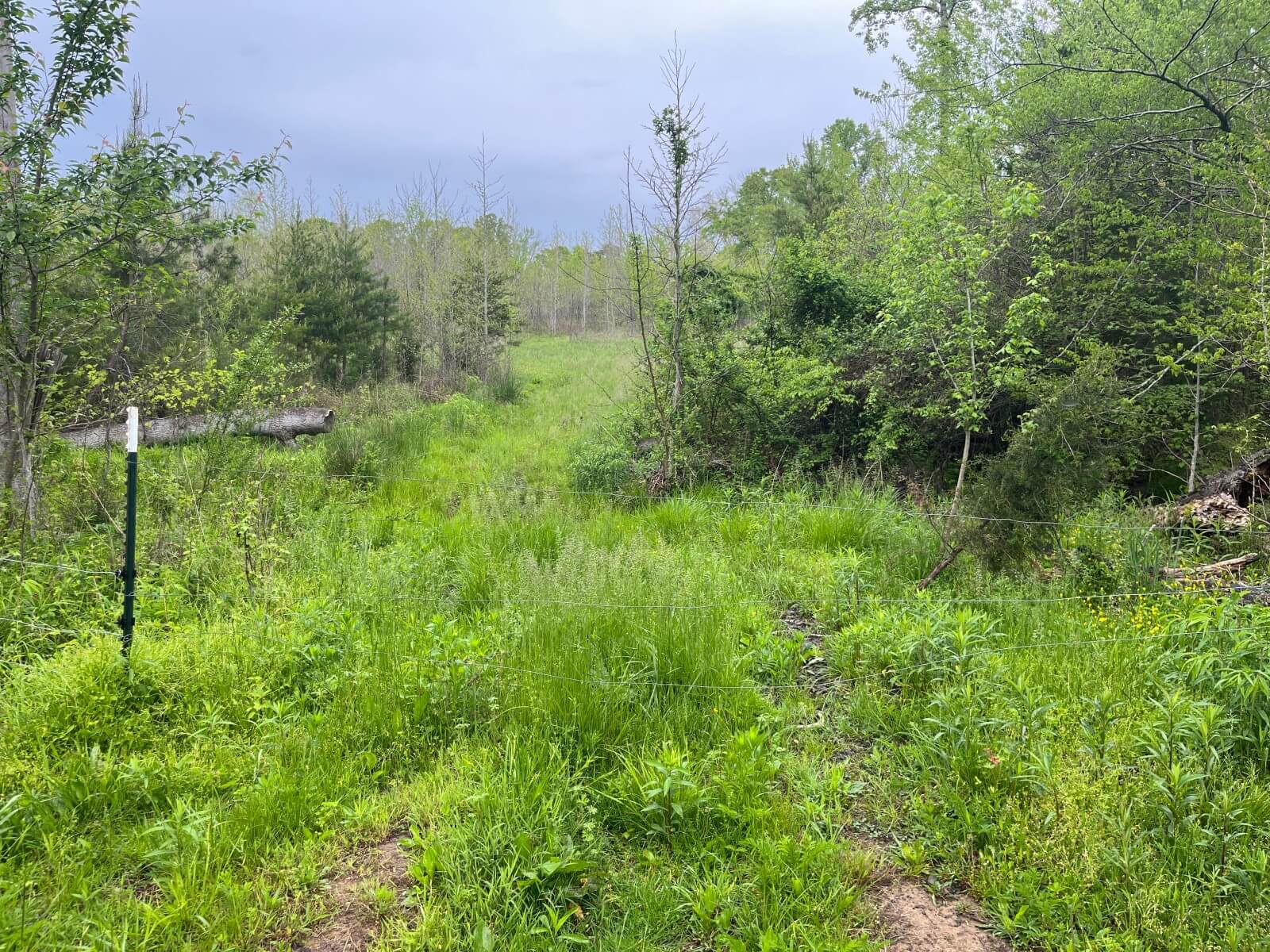 photo of toadstool conservation mitigation easement north carolina