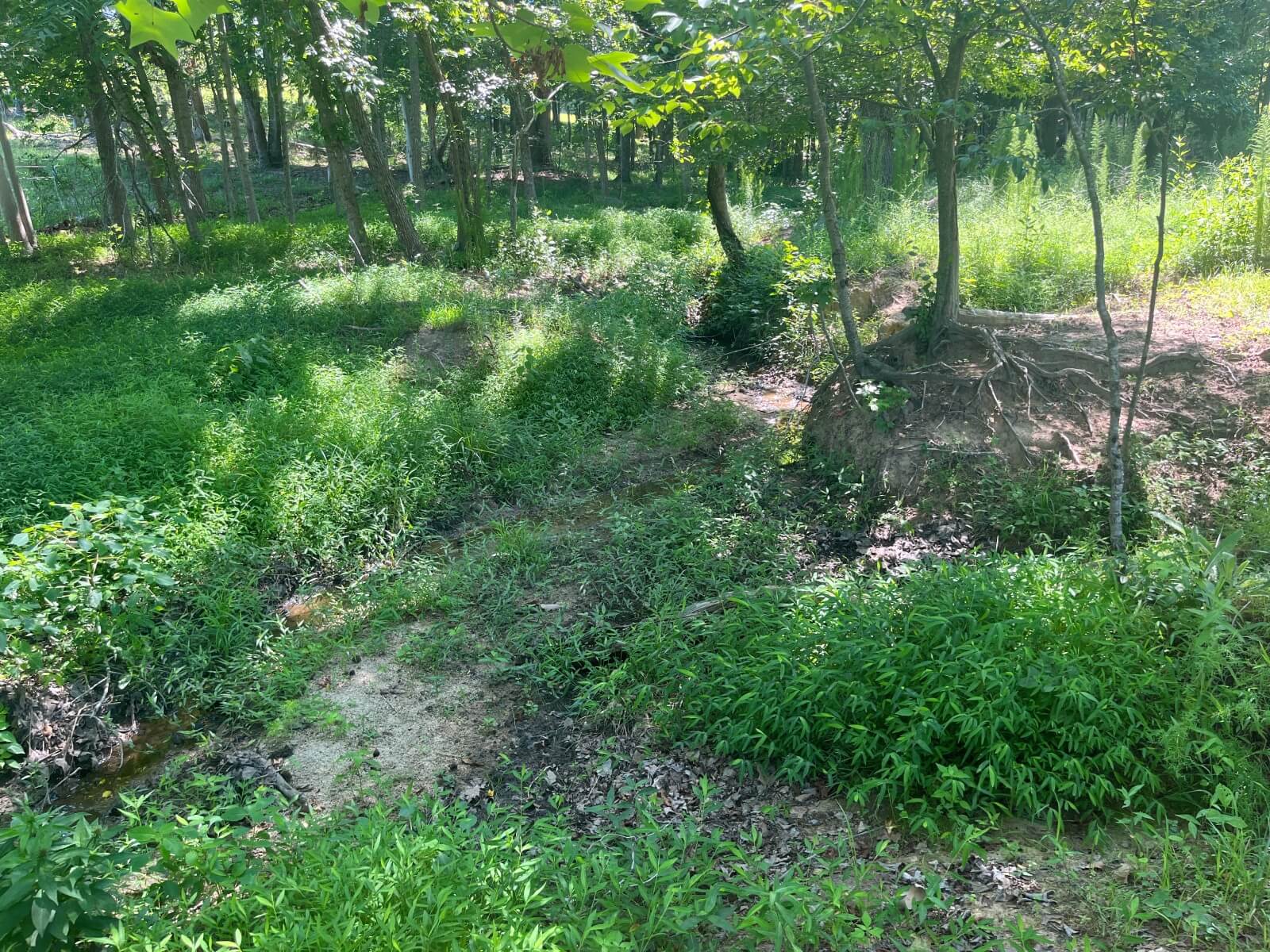 photo of twin burros conservation easement nc
