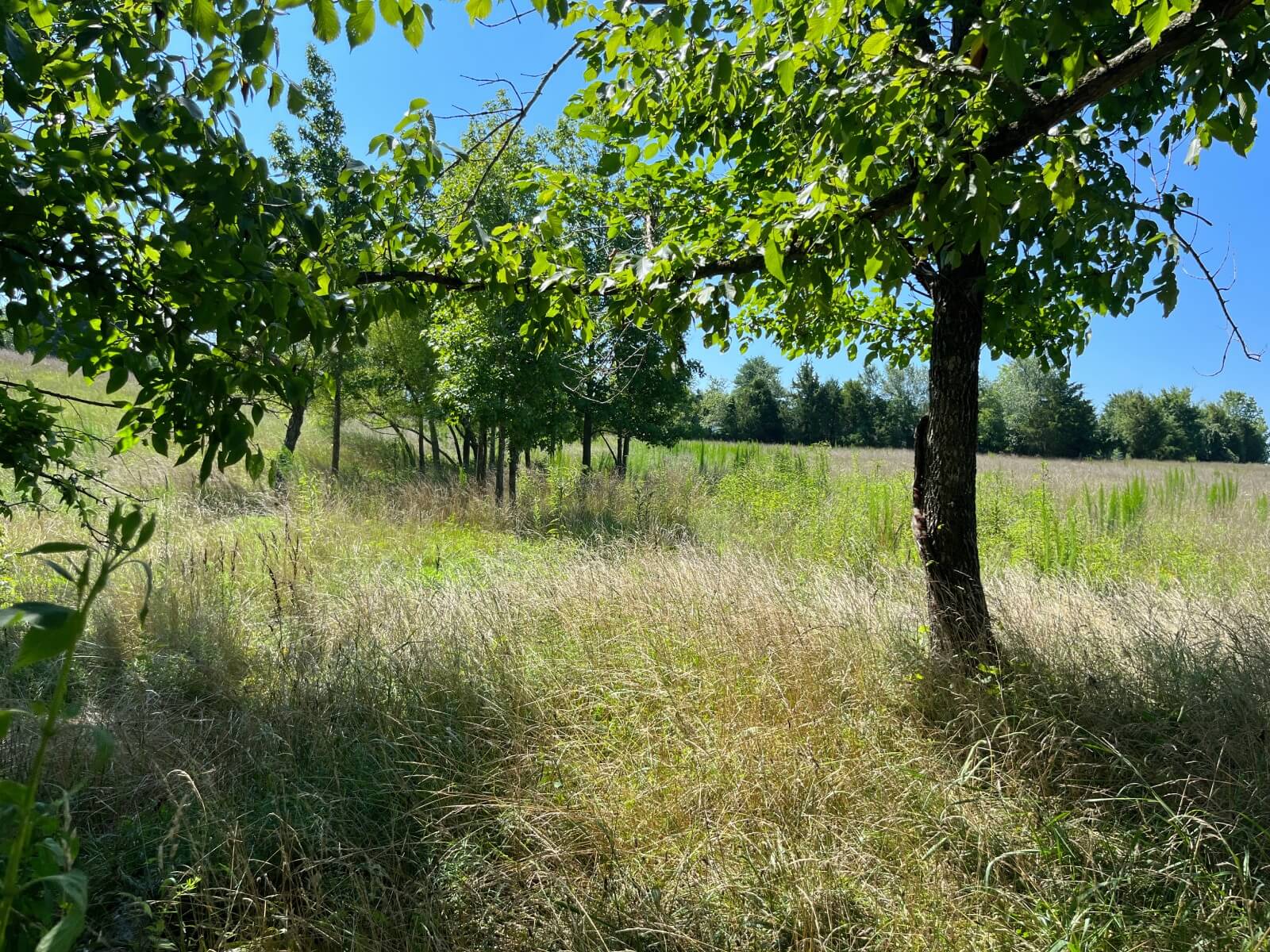 photo of twin burros conservation easement north carolina