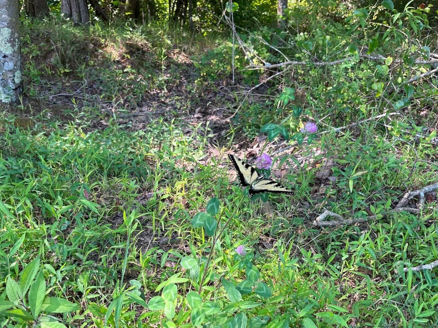 photo of zeb creek conservation easement for mitigation banking in north carolina