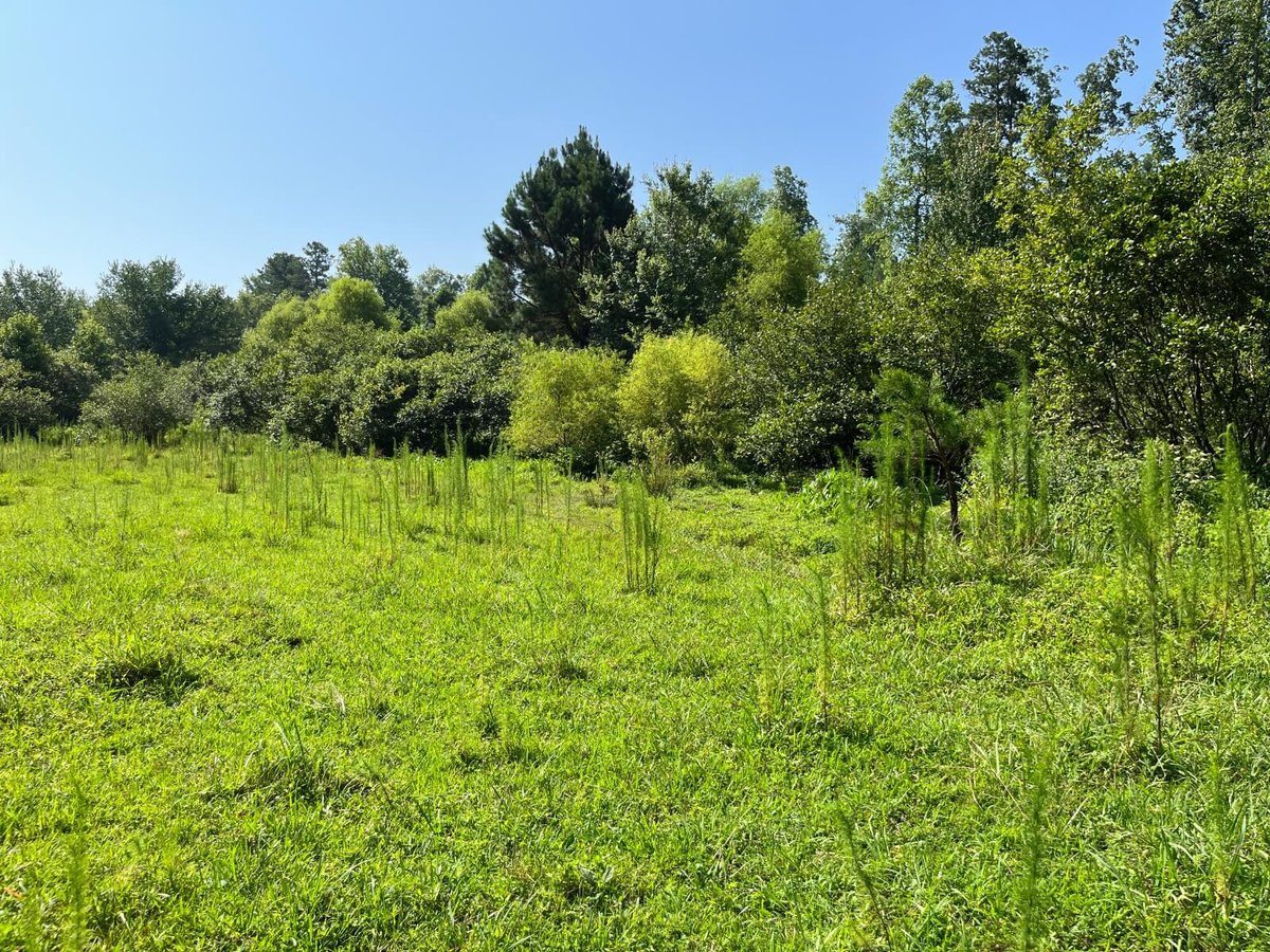 photo of zeb creek conservation easement north carolina