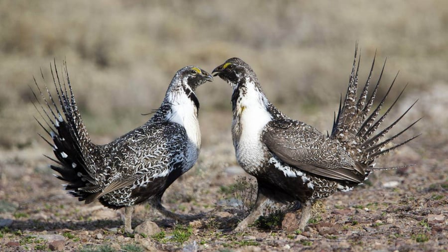 zunino ranch nevada sage grouse species mitigation bank