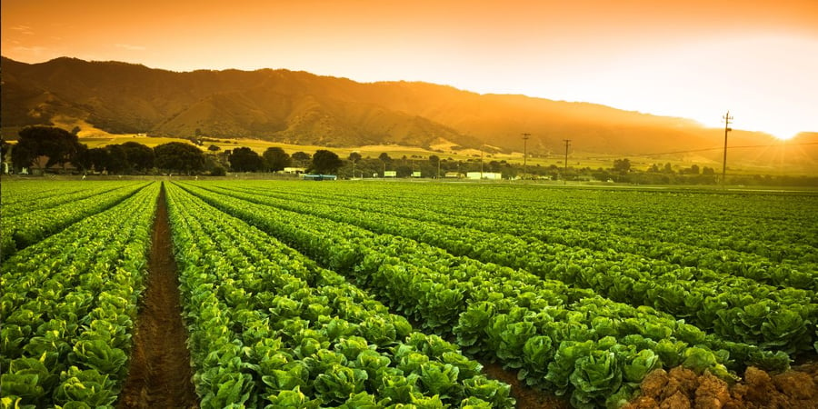 securing food supply by preserving local farmland