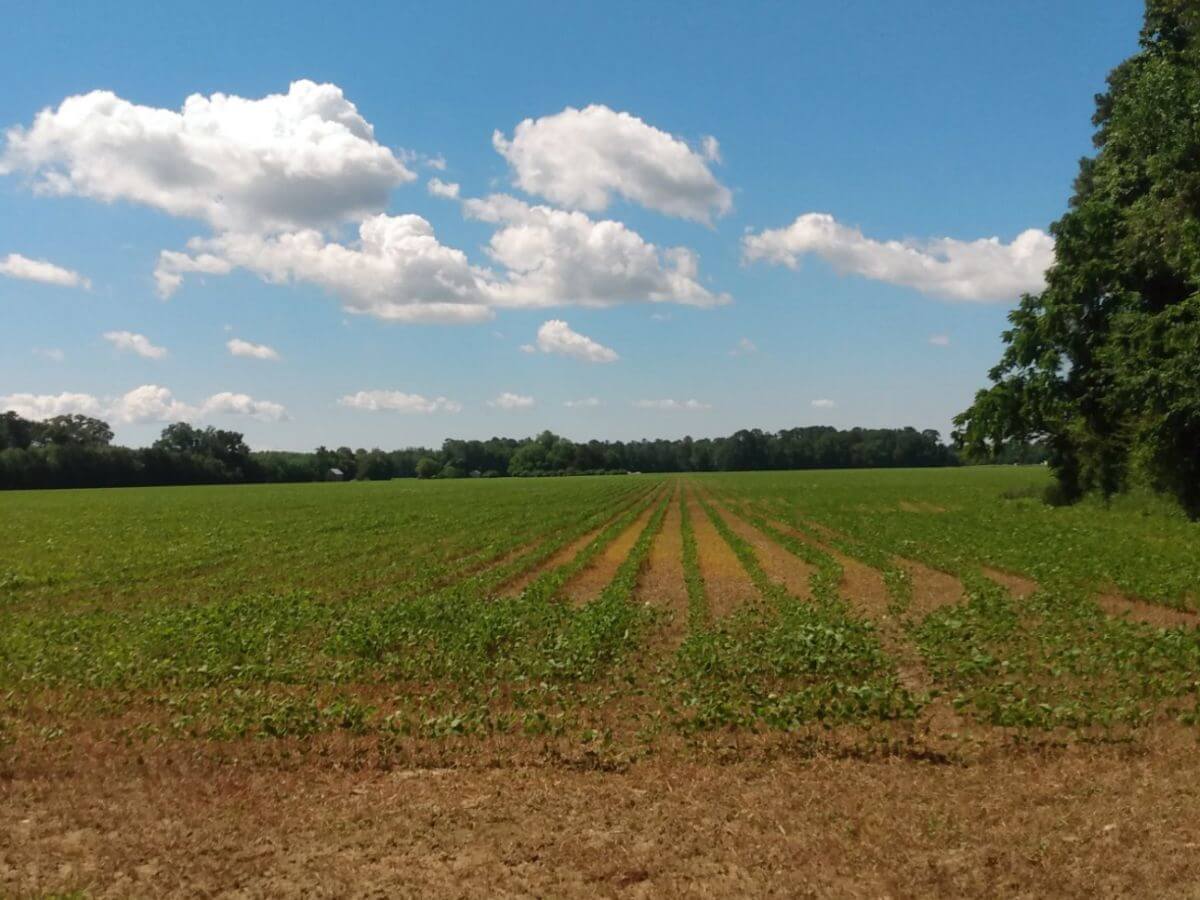 Conservation Farm Example Spruill Conservation Farm | Working Lands & Wetlands | North Carolina