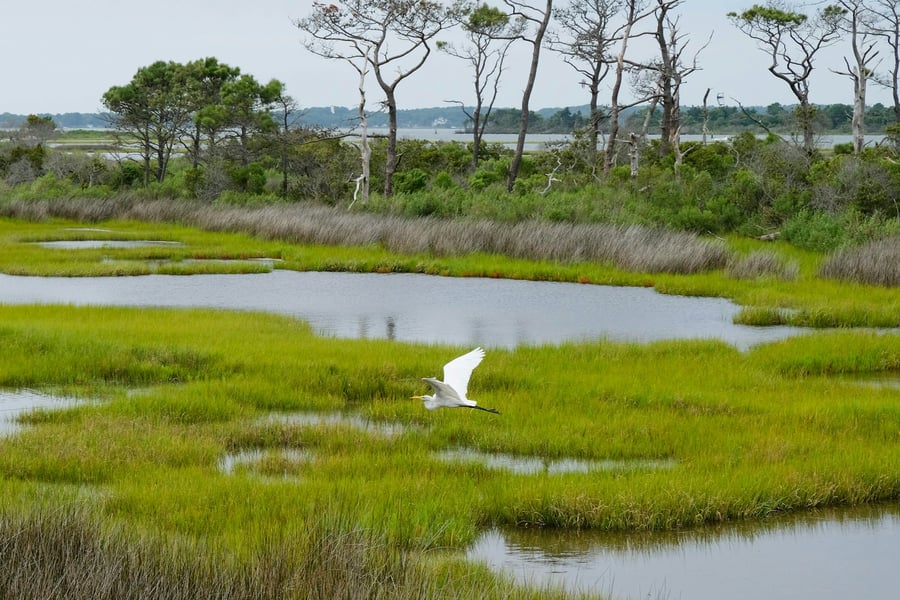state of wetlands in the us