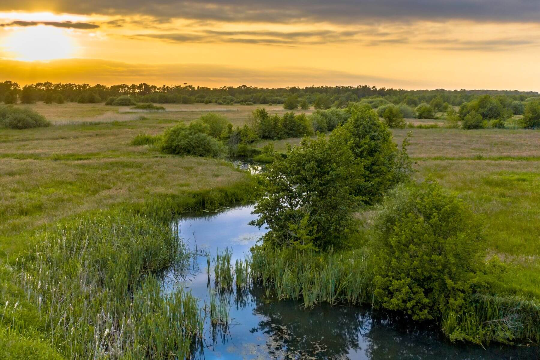 A slow stream winds through an open wetland meadow lined with cattails and shrubs, with a band of trees on the horizon under a golden evening sky.