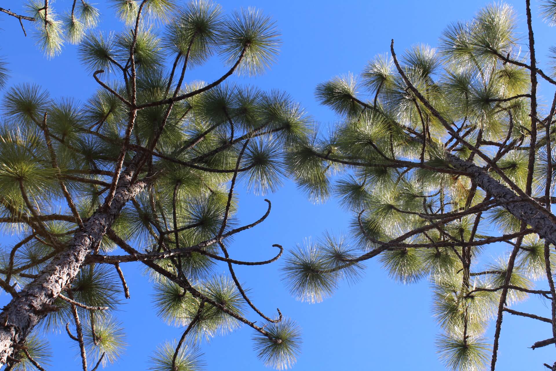 photo of boiling spring wilderness conservation easement