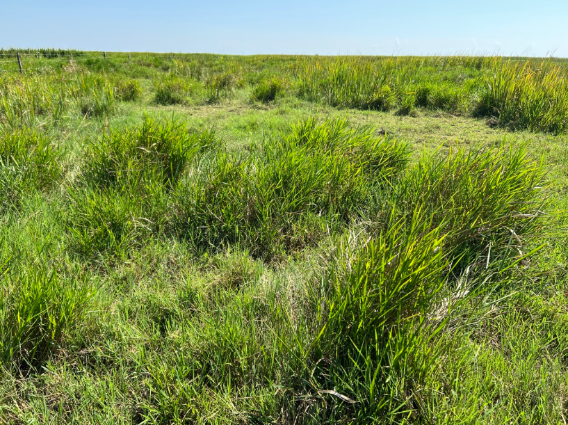 photo of the labelle mitigation conservation easement in texas