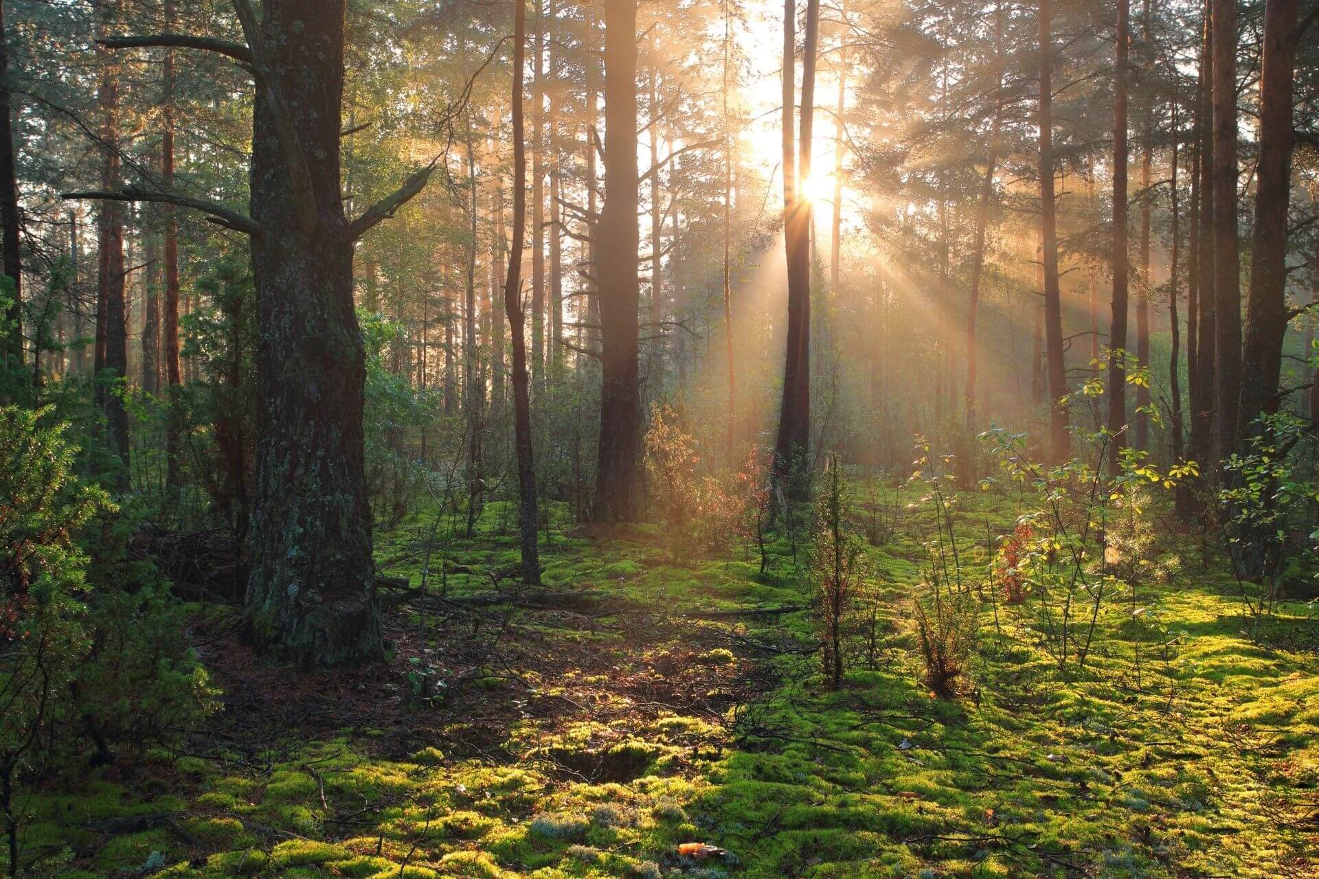 photo of natural capital example in a healthy forest