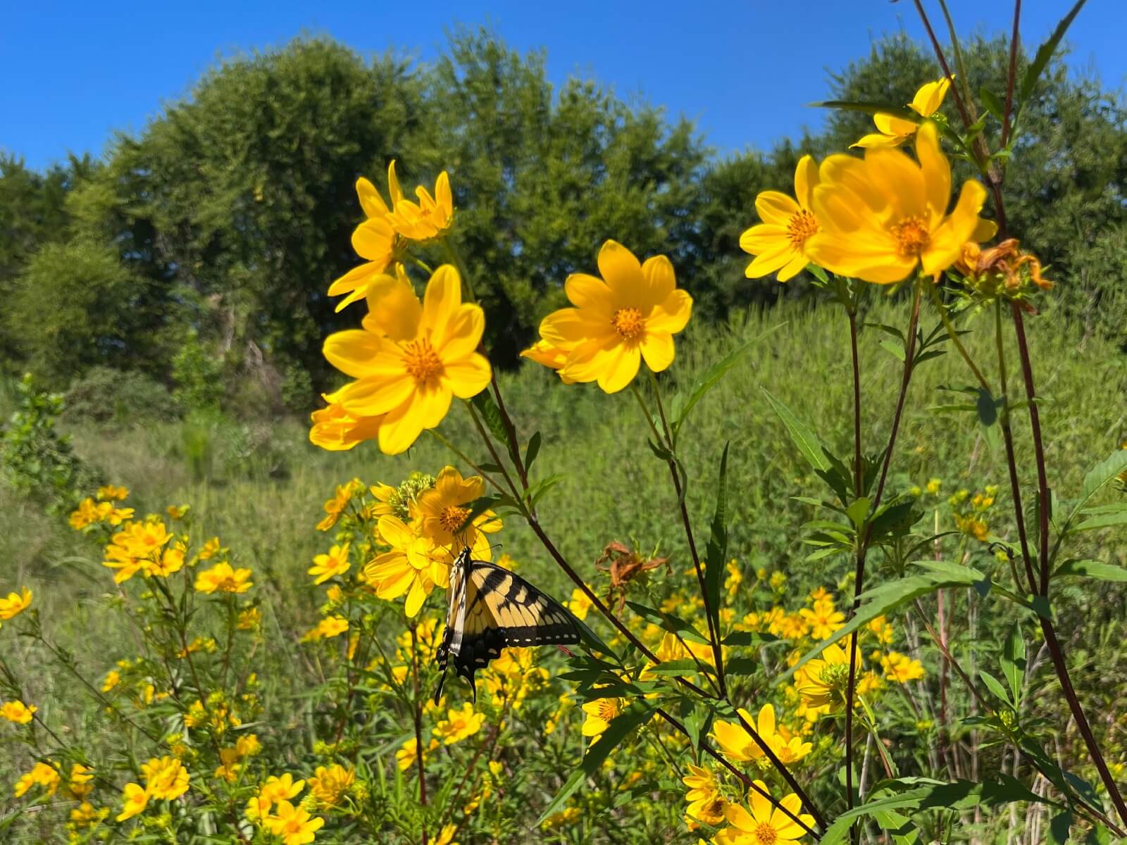 photo of perry hill mitigation bank conservation easement in north carolina