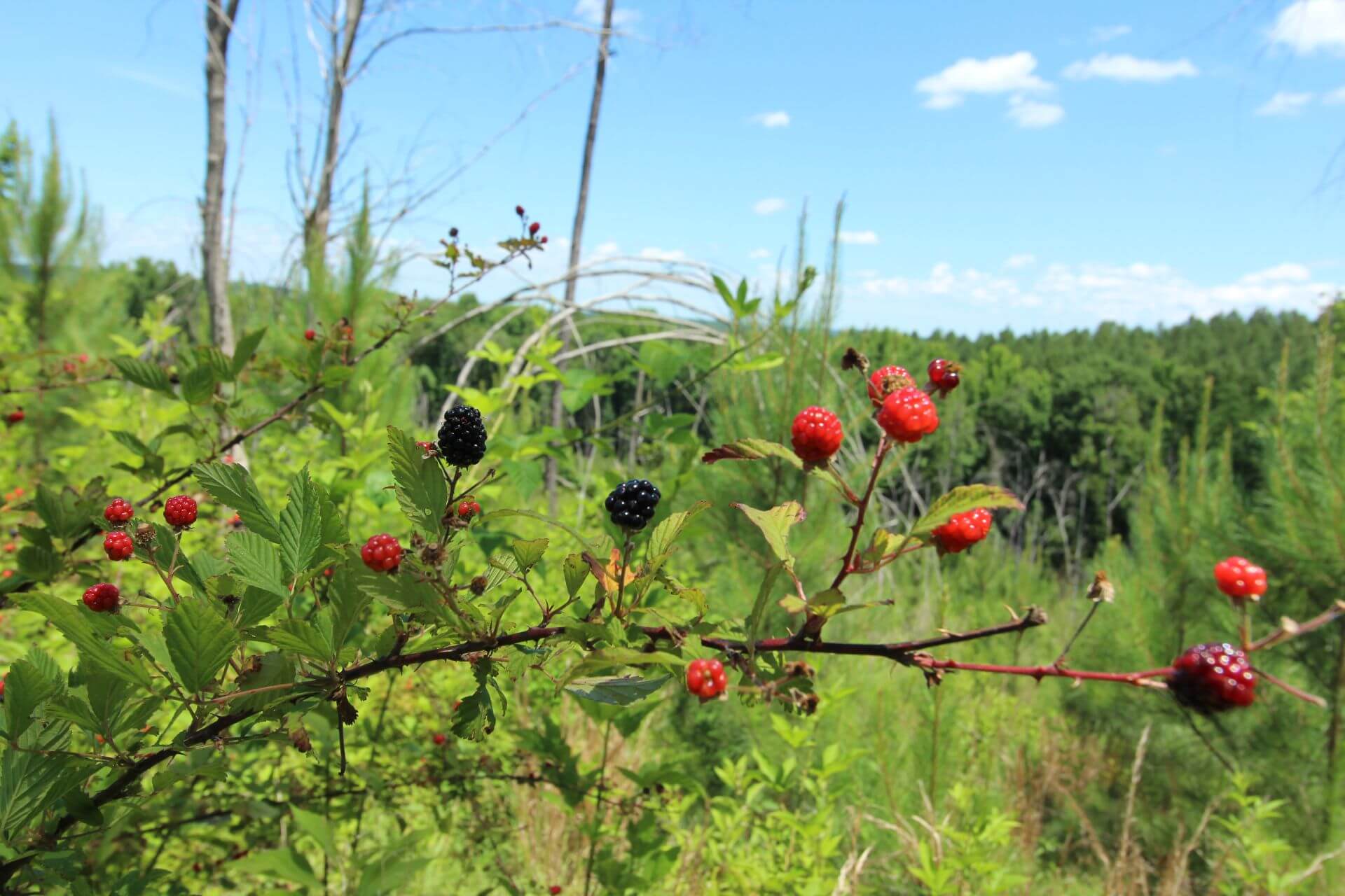 Blackberries ripening on a bramble at the edge of a young pine forest.