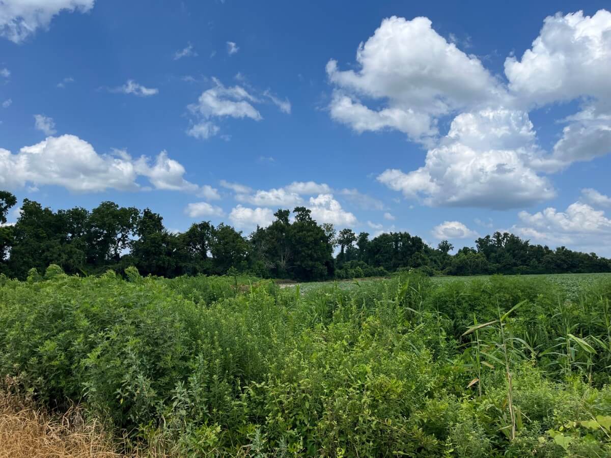 photo of speedman conservation easement