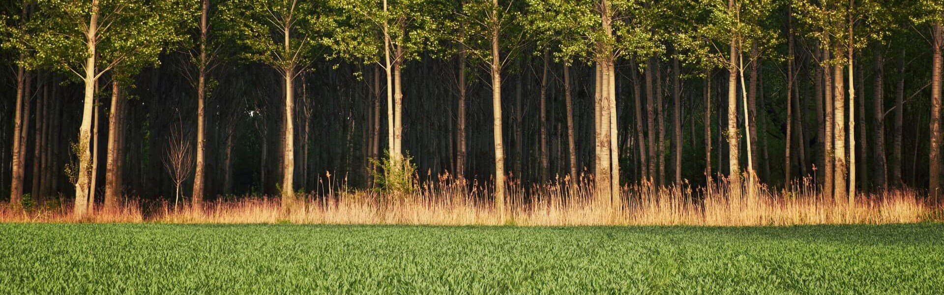 photo of working land farm and forest conservation