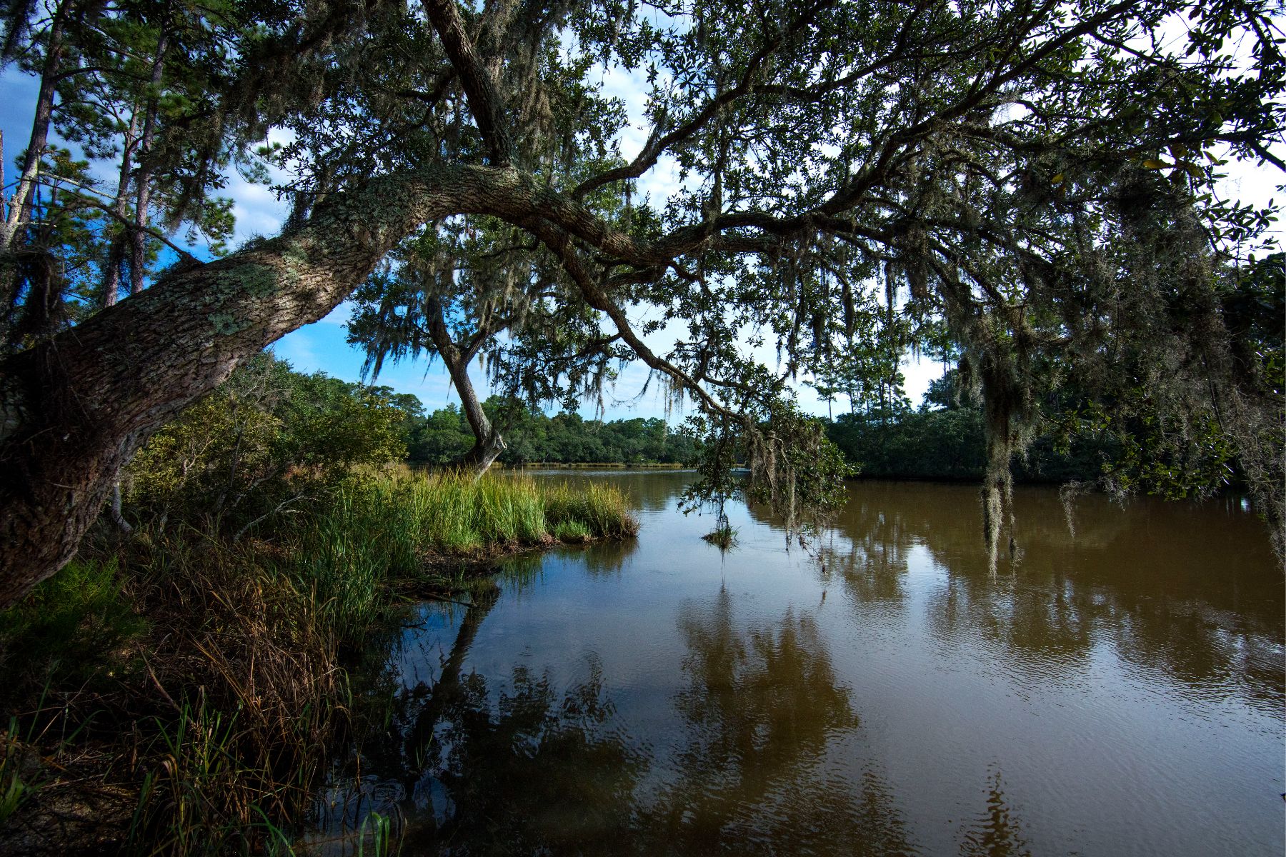 Live oak framing tidal marsh water at Point Farm near Charleston, South Carolina