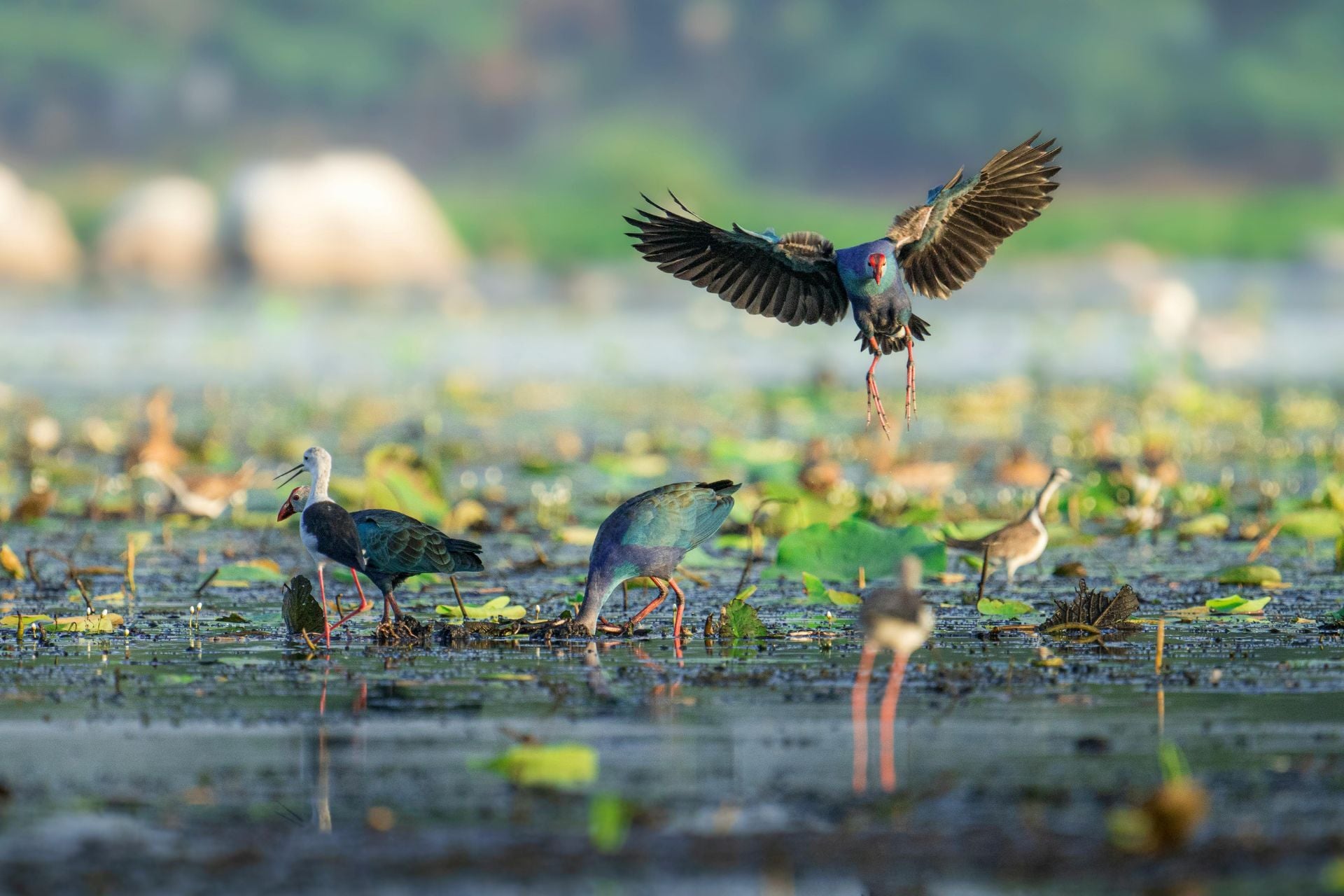 wetland with birds